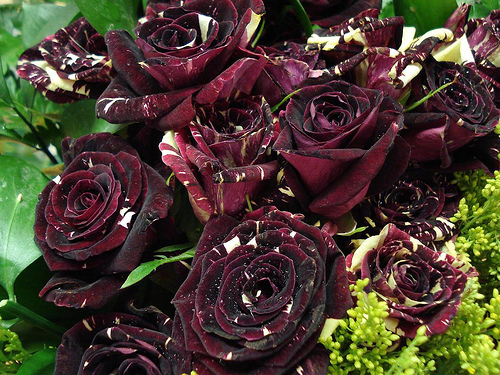 las rosas rojas casi negras - Página 2 184021583_338a761bae